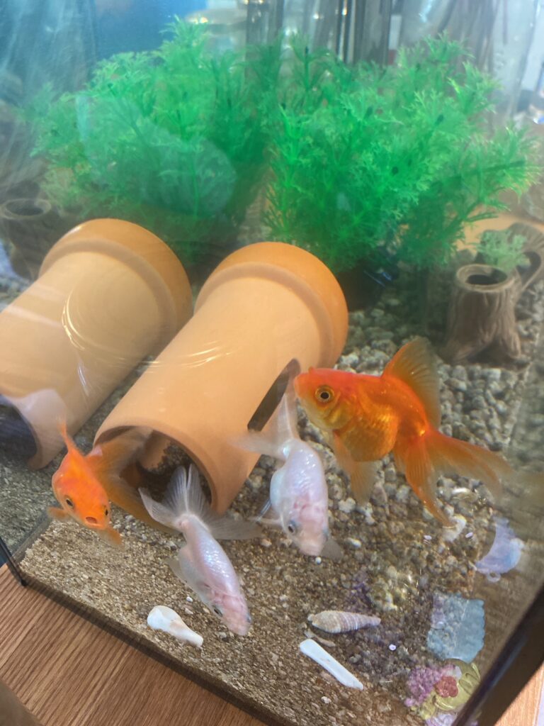 我が家の癒し トーアドットコム株式会社